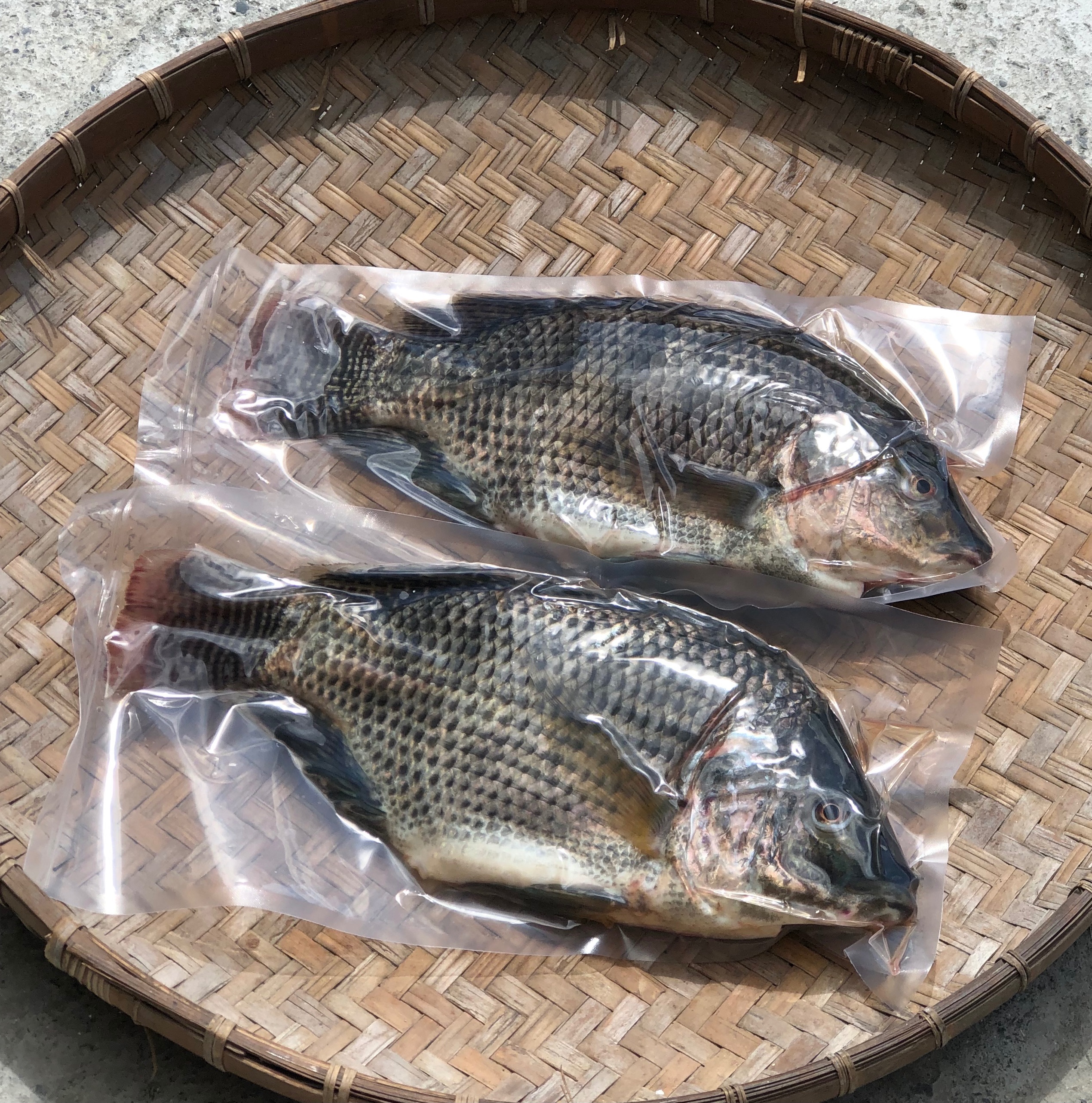 《鹹水養殖》無土味台灣鯛