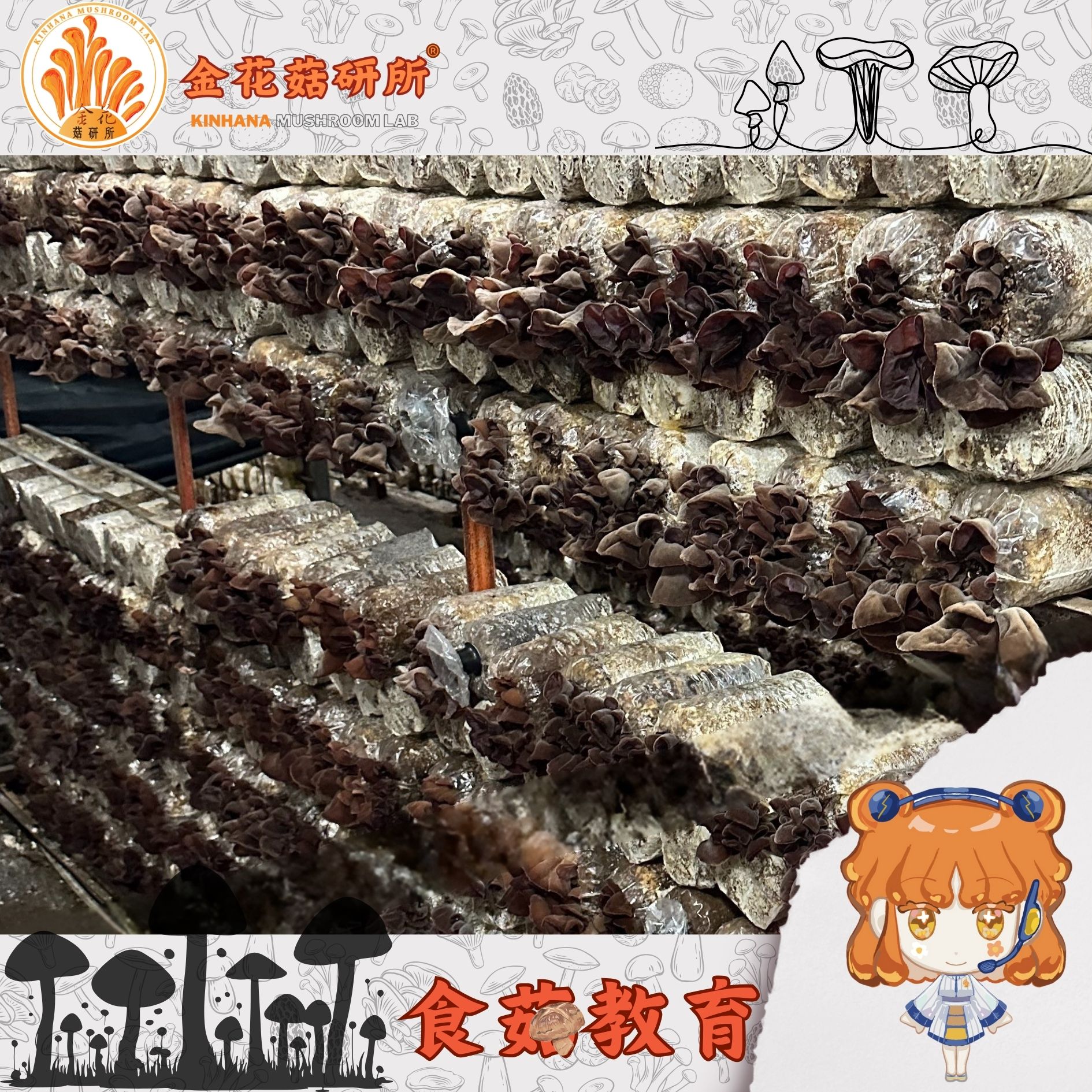 【菇呷特選】小農自產 木耳 （乾） 🍄精選 乾木耳 白背木耳
